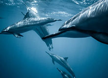 kaiyun-谢晖：在我们的主场，我们可以与任何对手抗衡